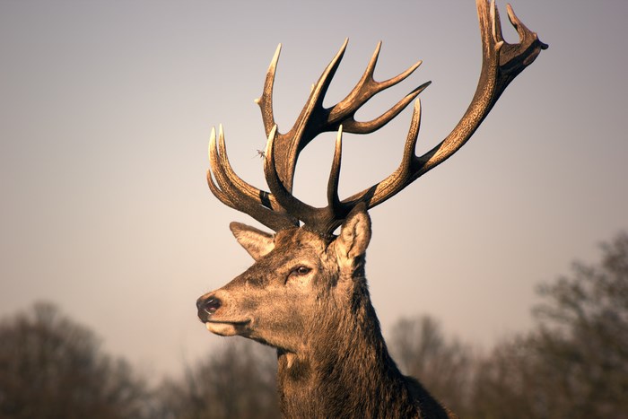 Close-up of a majestic red deer stag with large antlers