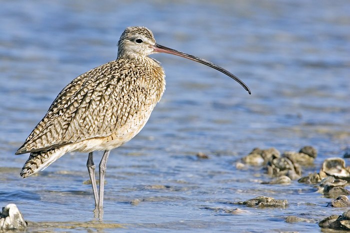 Curlew bird standing in shallow water