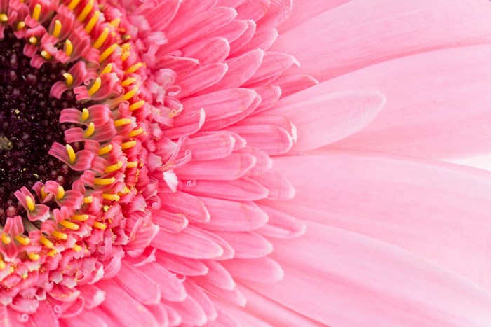 Close-up of a pink Gerbera daisy flower
