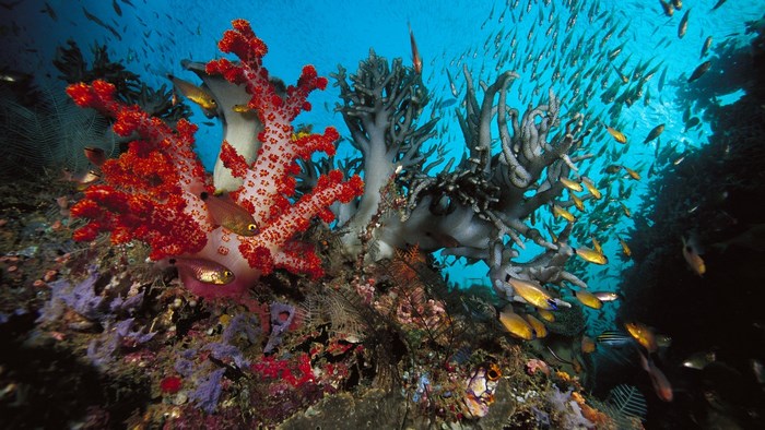 Underwater coral reef with fish