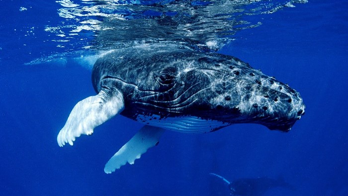 Humpback whale swimming underwater