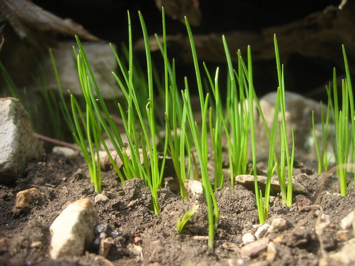 Close up of young grass sprouts in soil