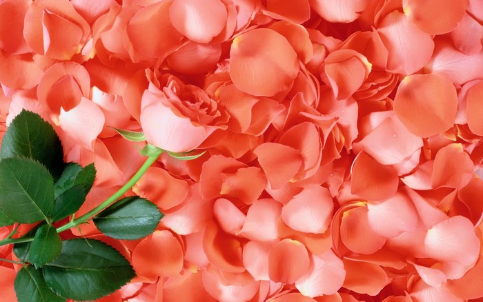Pink rose on a bed of rose petals