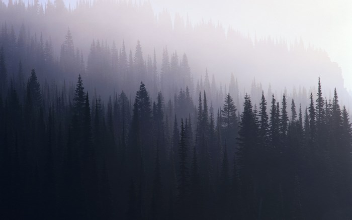 Misty forest with tall pine trees