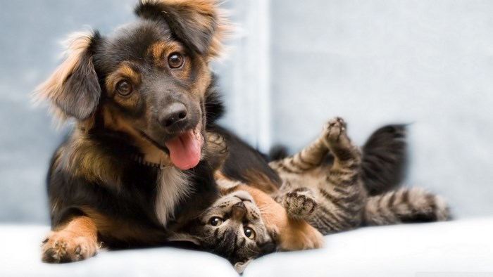 A dog and a cat playing together