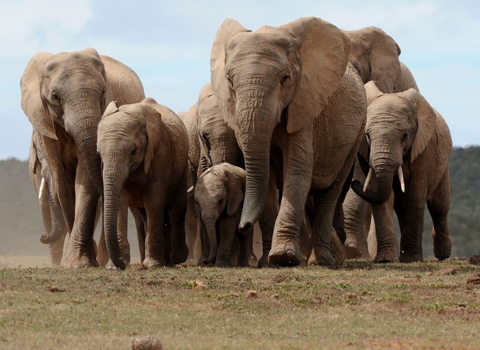 Majestic Herd of Elephants Walking Together