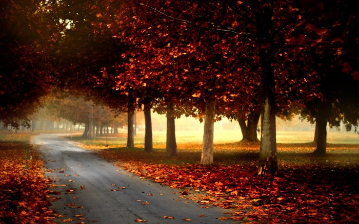 Autumn park path with fallen leaves