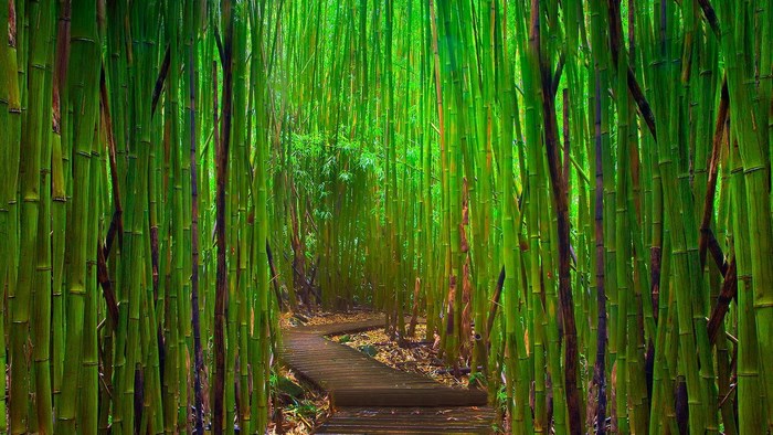 A wooden pathway winds through a dense bamboo forest