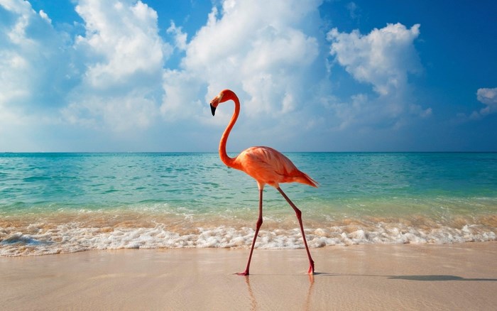 Flamingo walking on a tropical beach