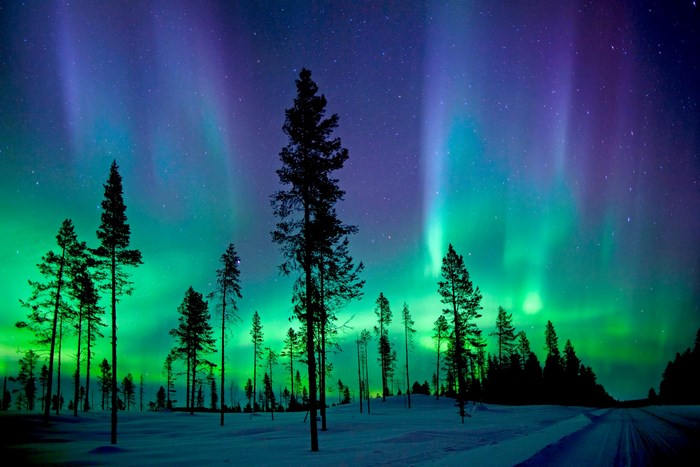 Aurora Borealis over snowy forest