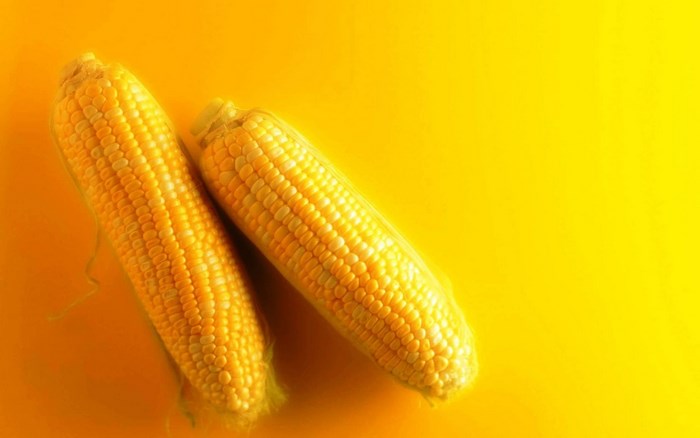 Two Fresh Corn Cobs on Yellow Background