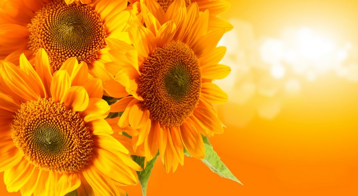 Sunflowers with bokeh background