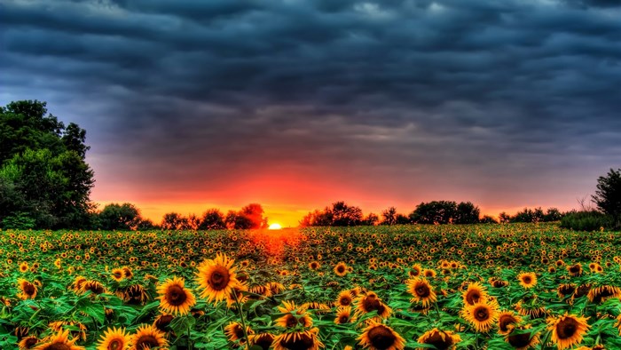 Sunflower field at sunset with stormy clouds