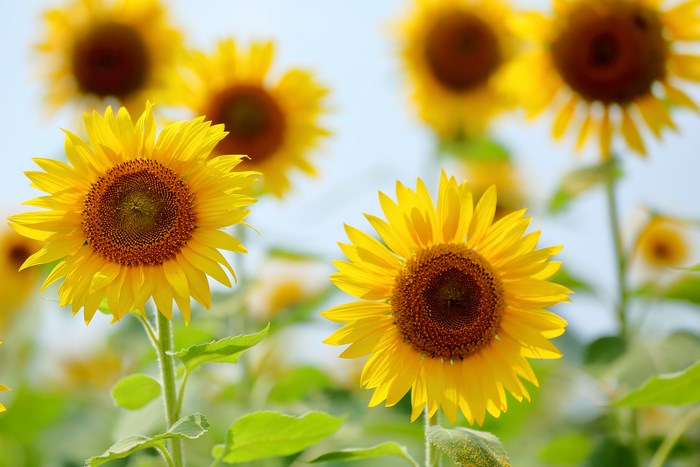 Field of Sunflowers in Bloom