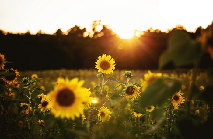 Field of Sunflowers at Sunset