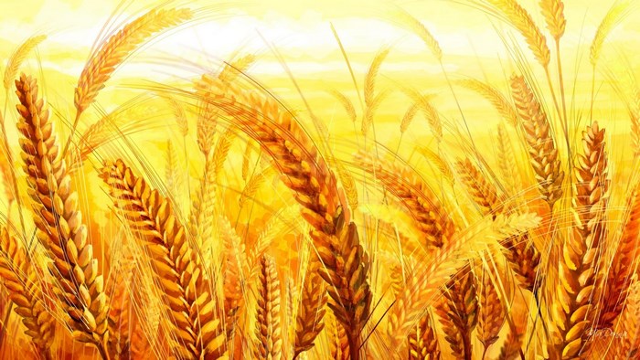 Golden wheat field under bright sunlight