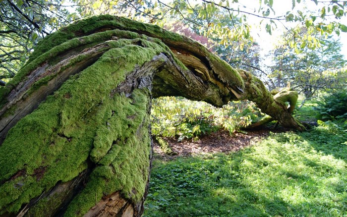 Twisted tree covered in moss in a forest