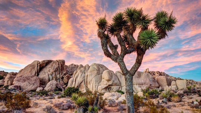 Joshua Tree National Park at Sunset