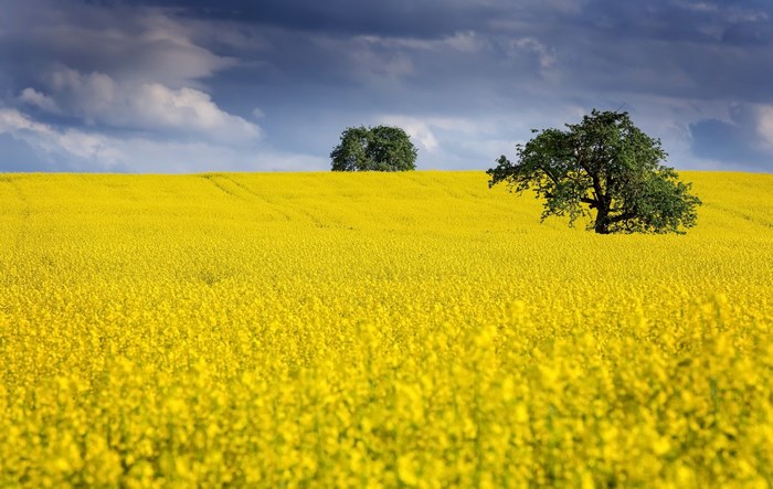 Field of yellow canola flowers with trees and stormy sky