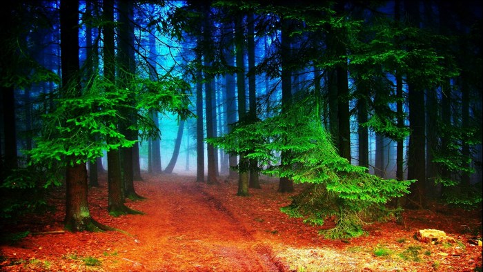 Forest path with tall trees and autumn leaves