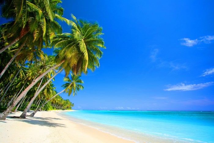 Tropical beach with palm trees and turquoise ocean