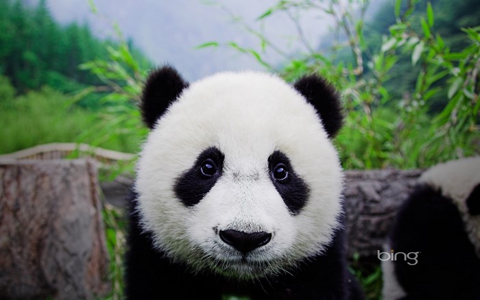 Close-up of a Cute Panda in Natural Habitat