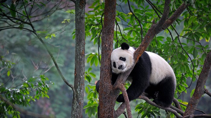 Giant panda resting on a tree branch