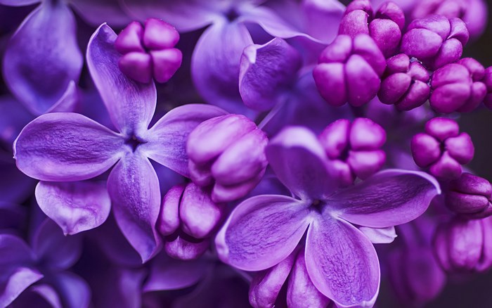 Close-up of purple lilac flowers