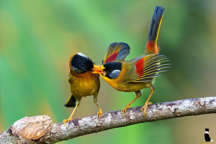 Two colorful birds feeding on a branch