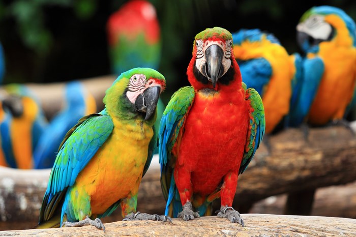 Two colorful macaws on a branch