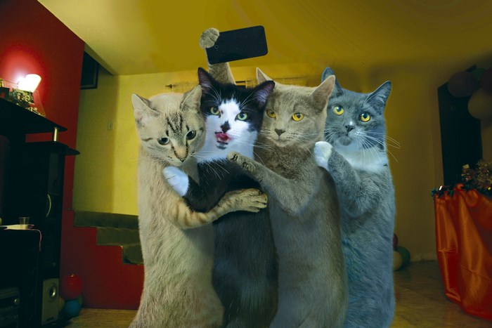 Four cats taking a selfie with a smartphone