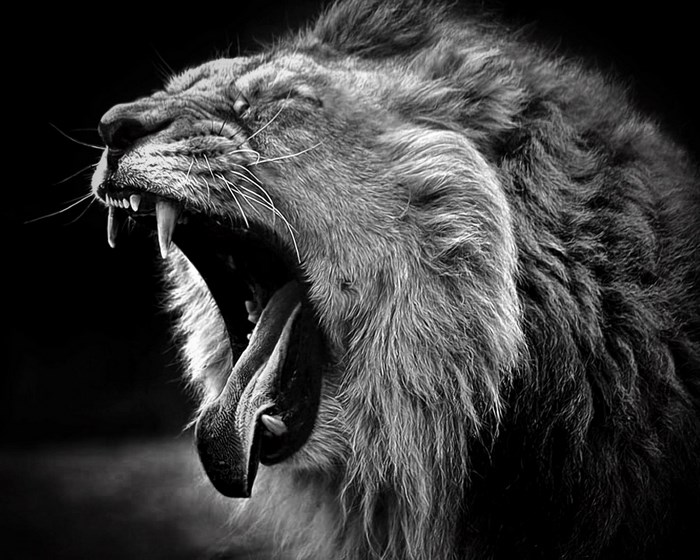 Lion yawning with sharp teeth