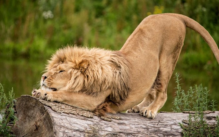 Lion stretching on a log