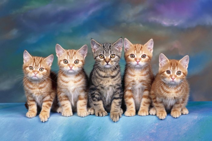 Five Kittens Sitting on a Blue Surface