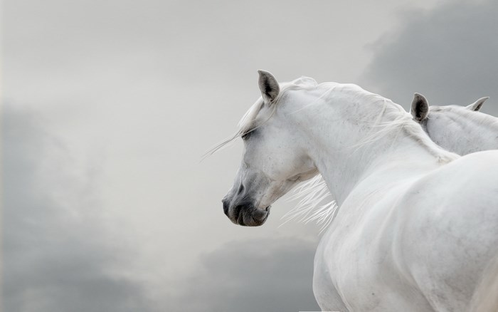 Two white horses against a cloudy sky