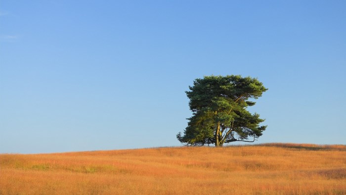 Lone pine tree on a grassy hill under a clear blue sky