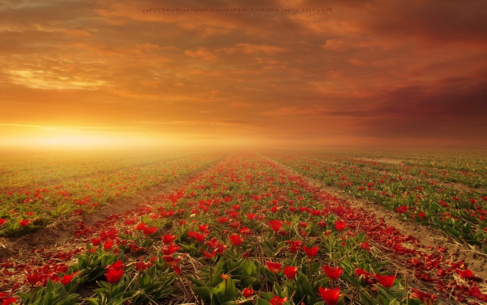 Field of red tulips at sunset