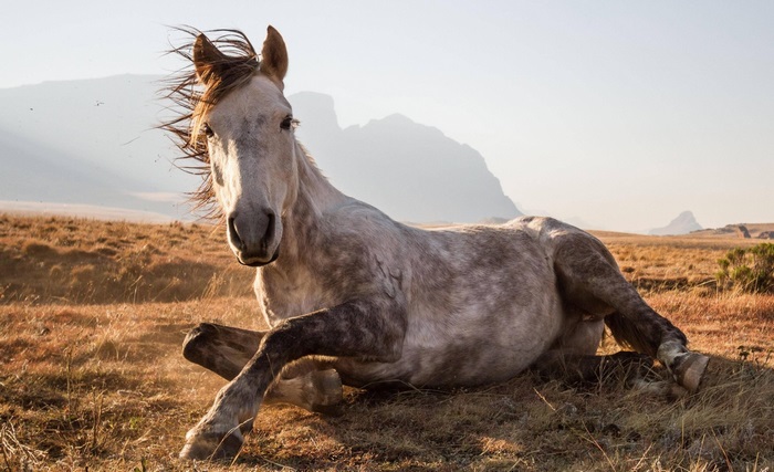Relaxed Horse Resting in Sunny Field