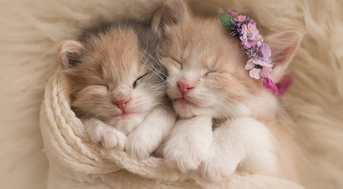 Two Sleeping Kittens Cuddled in Soft Blanket