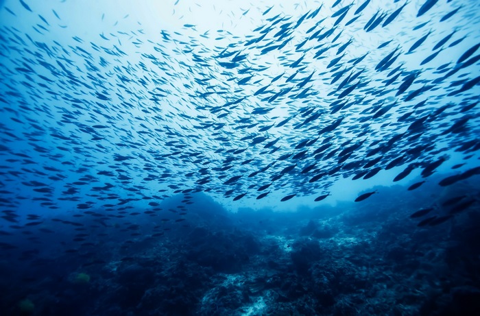 School of fish underwater