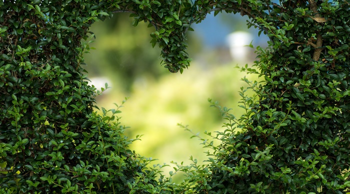 Heart-shaped hedge with blurred background 4K