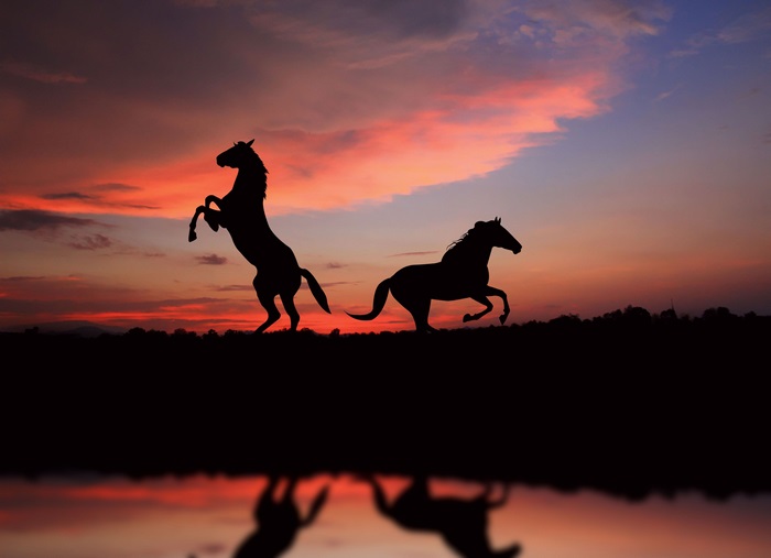 Two horses silhouetted against a sunset
