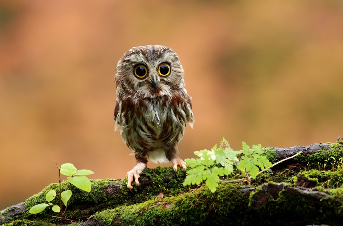 Small owl with big eyes on a mossy branch