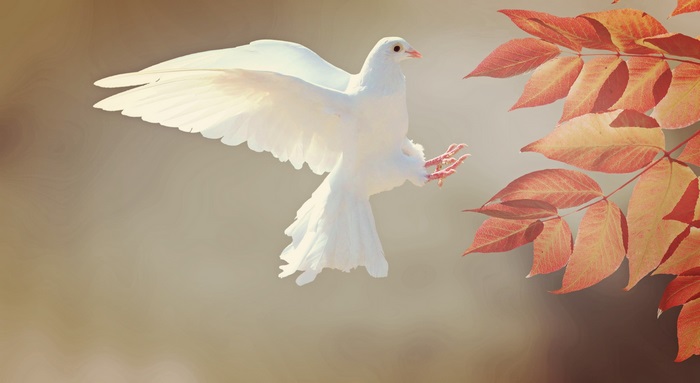 White dove flying near autumn leaves