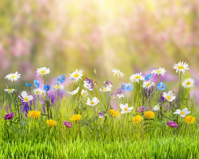 4K Vibrant Spring Meadow with Colorful Flowers
