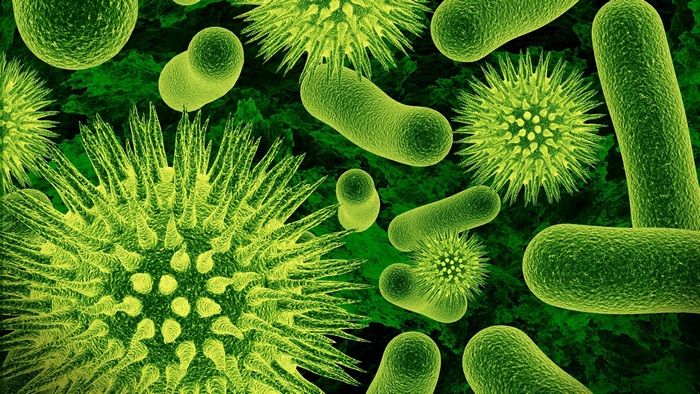 Bacteria 4K