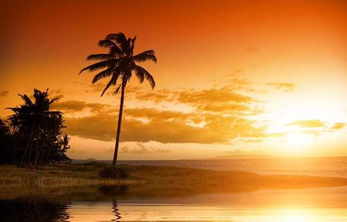Sunset over the ocean with palm trees