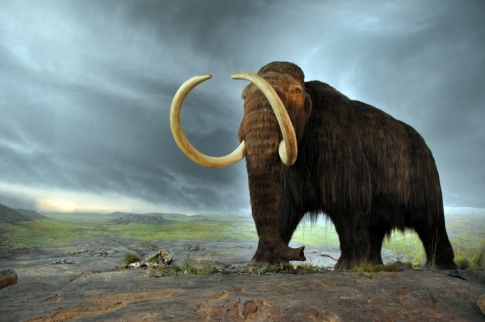 Woolly Mammoth 4K