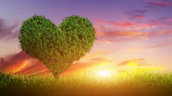 Heart-shaped tree in a field at sunset 4K