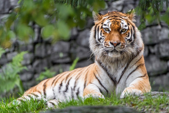 Siberian Tiger Lying on Grass